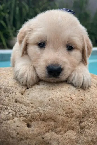 Golden Retriever Um amigo pronto para compartilhar sua rotina