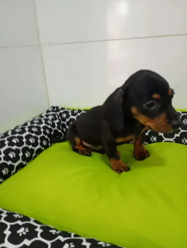 Cachorro