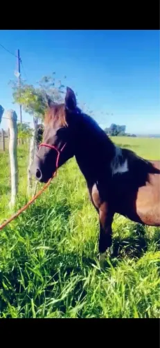 Cavalo pampa de preto