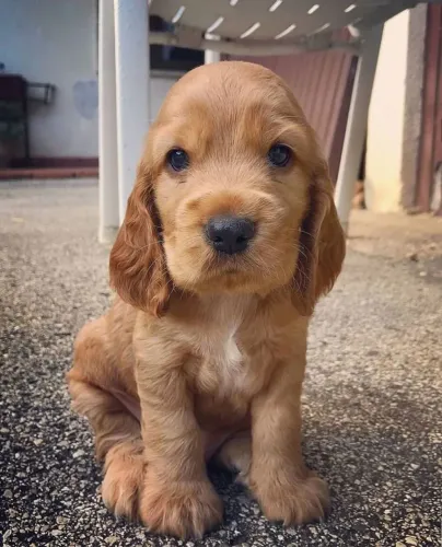 Filhotes de Cocker spaniel
