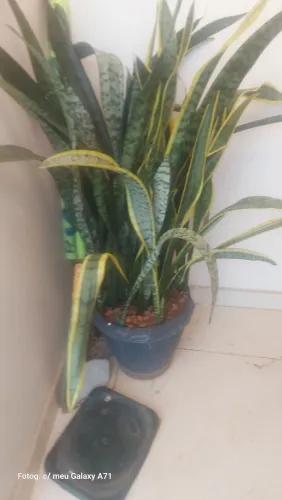 VASOS DE PLANTAS