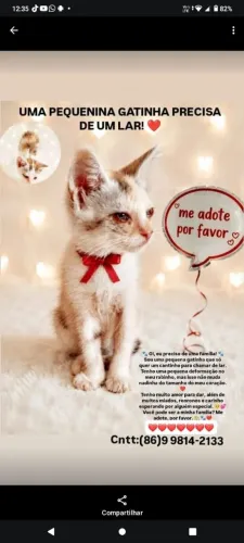 Gatinha para adoção de 2 meses