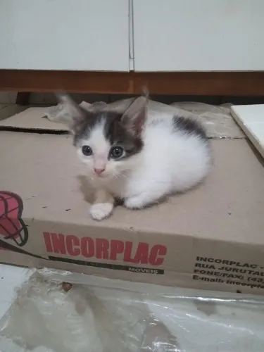 Um lindo bebê 
