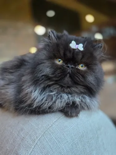 GATA PERSA SHOW