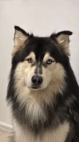 Macho disponível para cruzamento