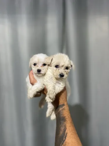 POODLE TOY FÊMEA