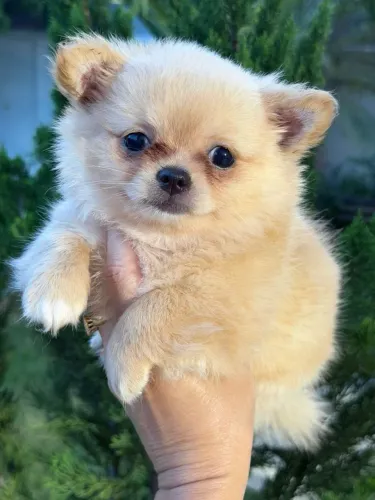 Chihuahua. Menino alegre e peludinho! Alegria para seu lar!