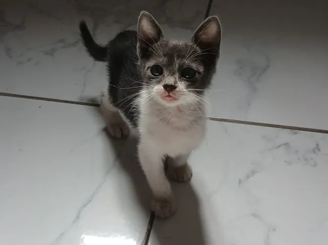 Doação gata