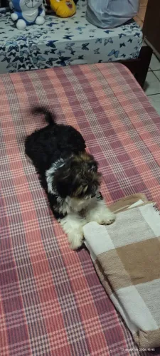 Vendo cachorro