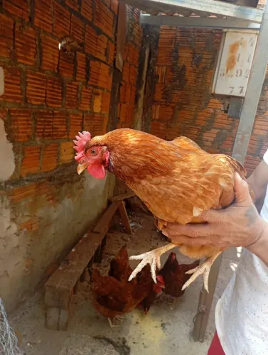 Galinha poedeira