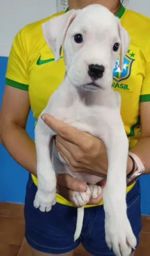 Fêmea da raça Boxer 