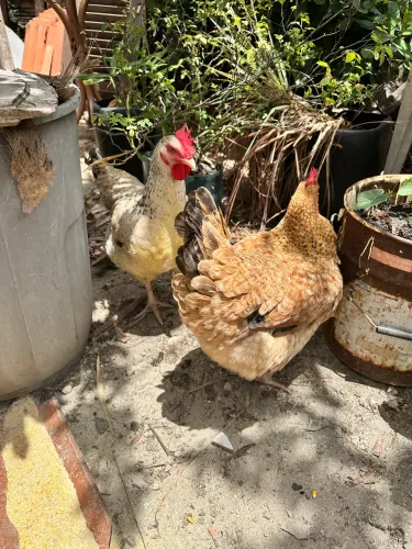 galinha