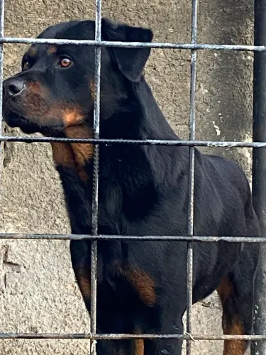 Filhotes de Rottweiler
