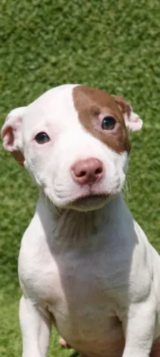 RED NOSE American Pit bull Terrier