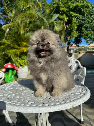 Filhote de Spitz alemão