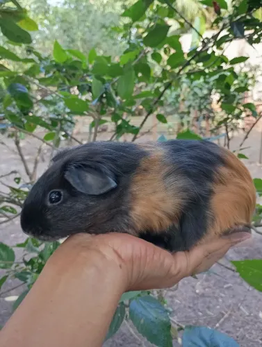 Porquinho da Índia padrão americano