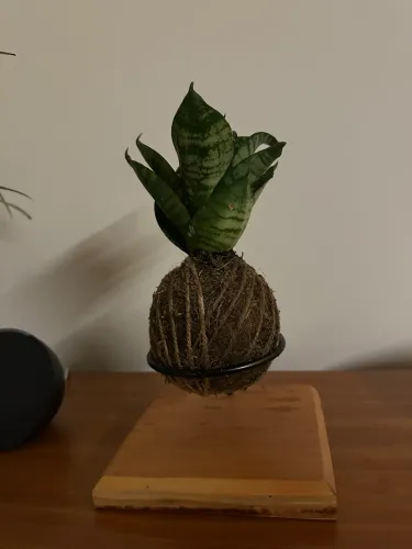 Kokedama