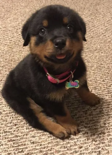 Rottweiler A doçura dessa raça vai te surpreender