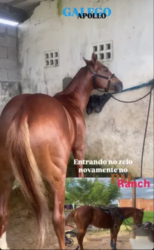 Cavalo quarto de milha QM