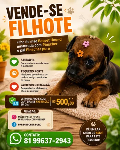 Cachorro pra vender 