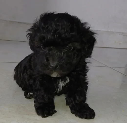 Poodle Toy LEGÍTIMO