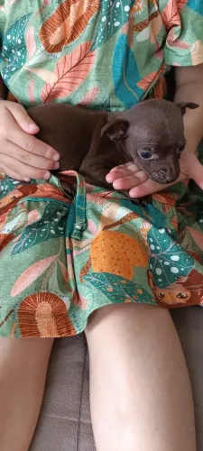Vendo pinscher macho 1.500