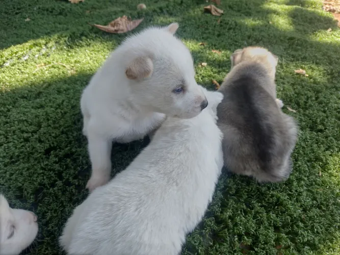 Filhotes de husky siberiano,com 32 dias 