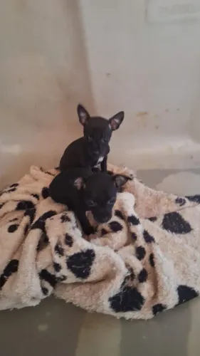 Que pimpolha e pimpolho