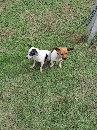 Animal de estimaçao