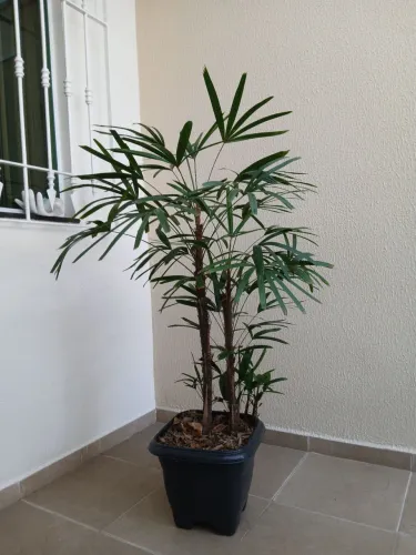 Palmeira Raph adulta com mudas e no vaso com drenagem.