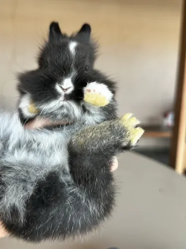 Mini Coelho Netherland Dwarf pelagem rara Silver Marten