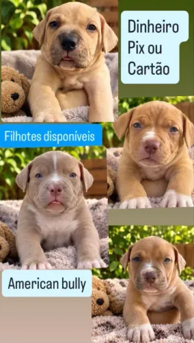 Vendo American bully