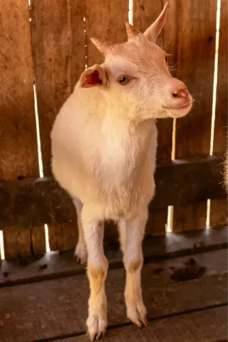 Cabrito Sannen 