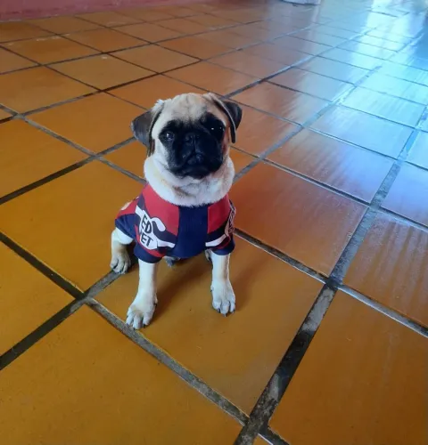 Cachorro macho Pug a Venda 