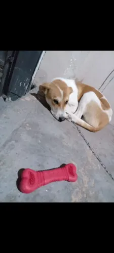 Doação filhote/cachorro 