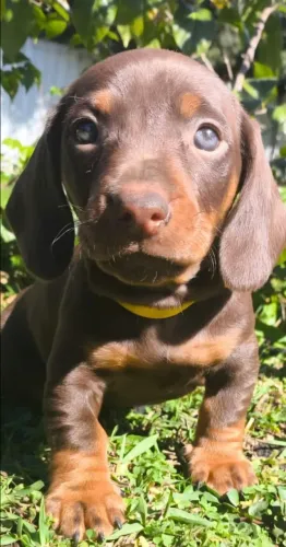 47_FILHOTES DACHSHUND SALSICHINHA