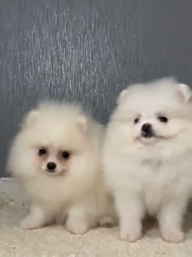 Spitz alemão Fêmea