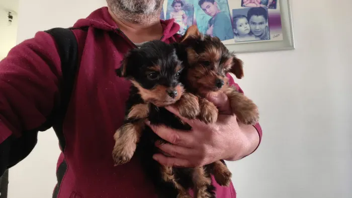 Lindos machinhos de yorck - padrão bem pequenos 