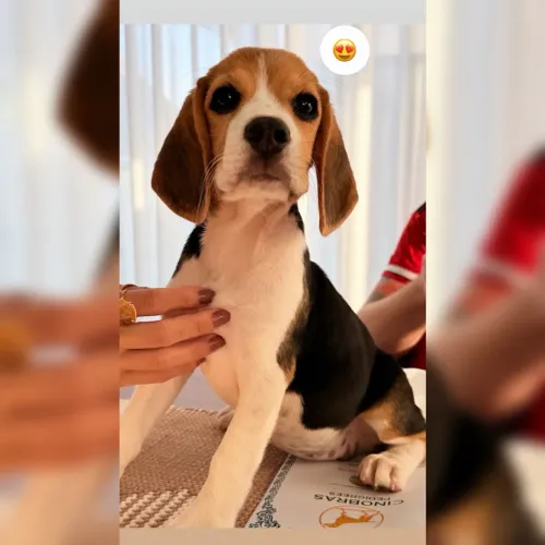 Beagle fêmea com pedigree, linhagem de exposição