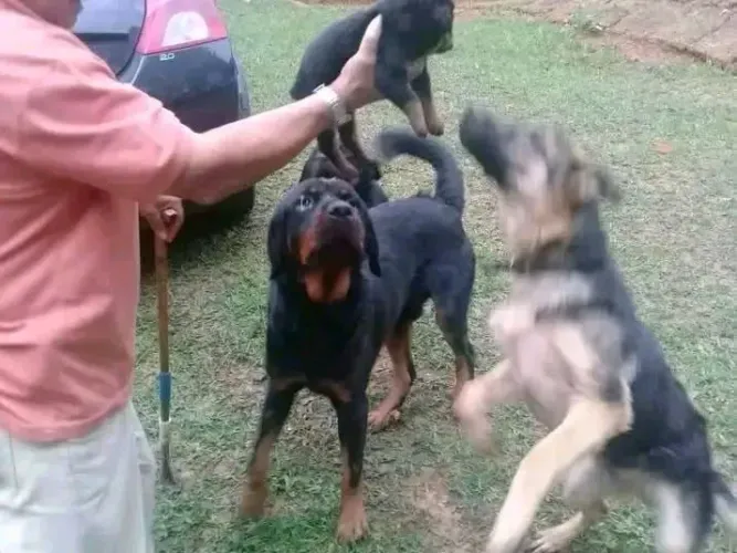Filhote de pastor com rotweiler