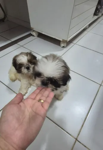 Shitzu filhote fêmea. Vacinadas e vermifugada. Perfeitas.