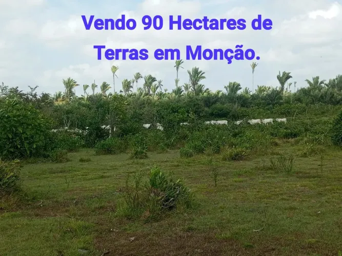 Vendo 90 Hectares de terra.