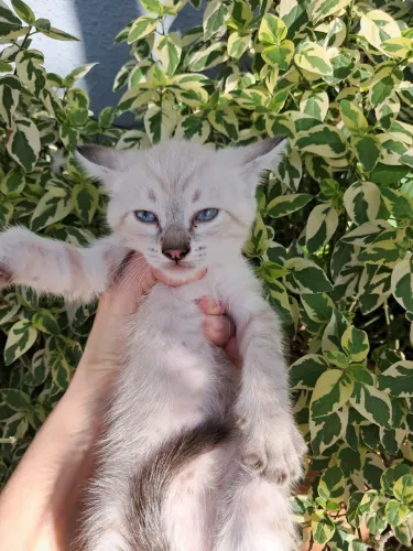 Doação de gatos