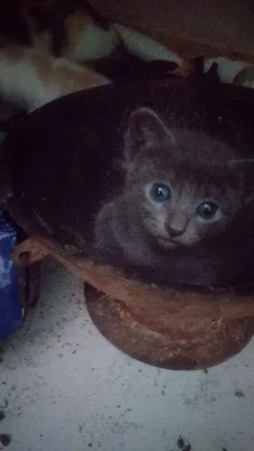 Gatinha para adoção 