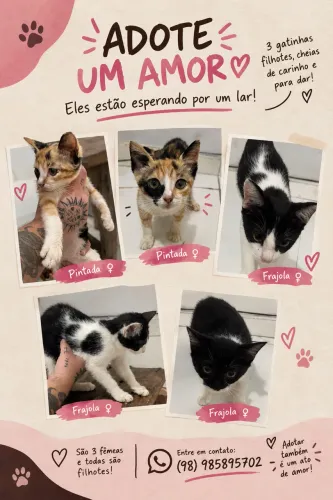 Gatos para adoção