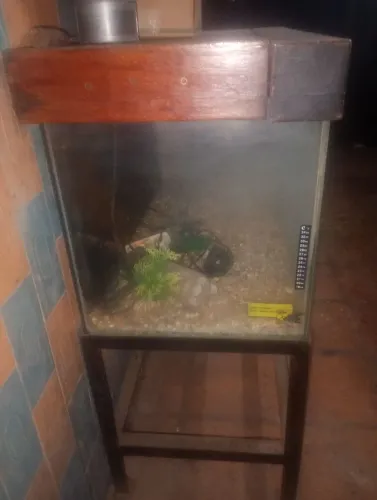 Aquário para peixes