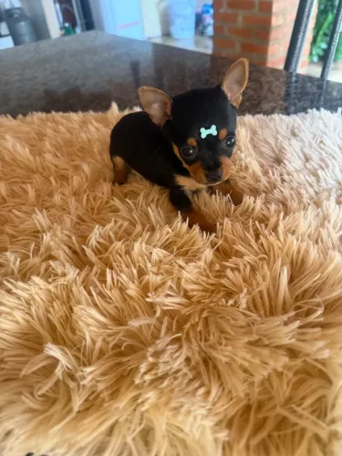 Pinscher macho