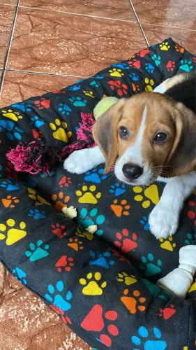 Beagle