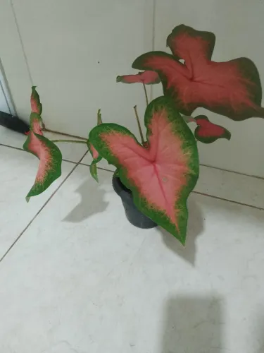 Plantas variadas