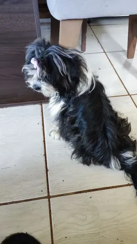 Vende se cachorrinha dócil